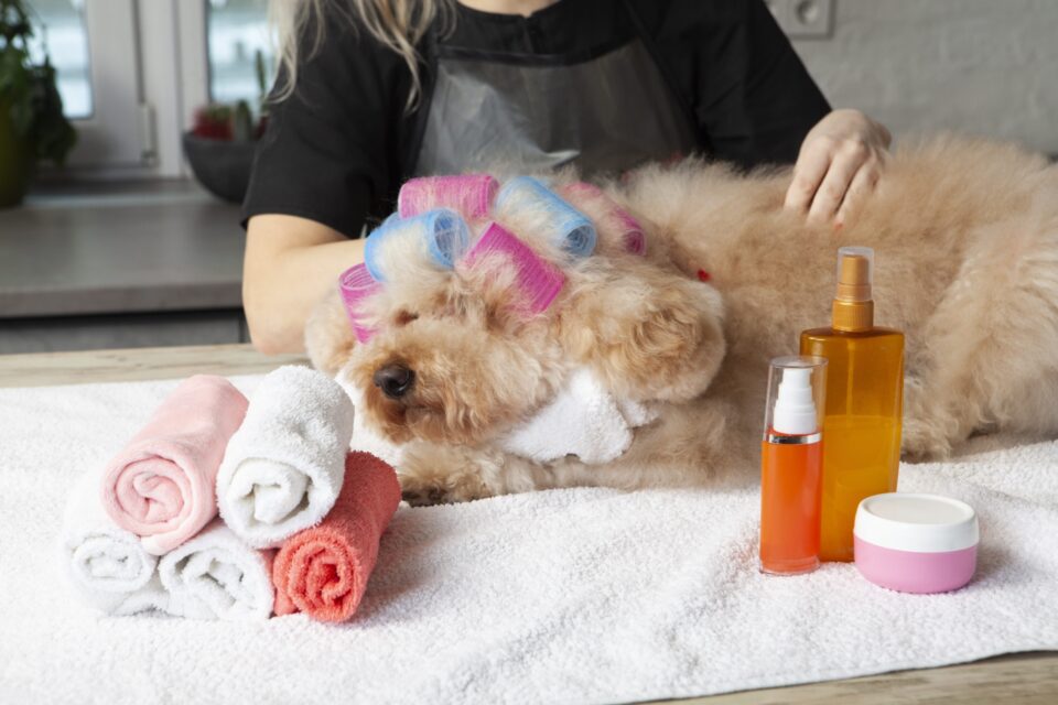 お客様の愛犬の写真2